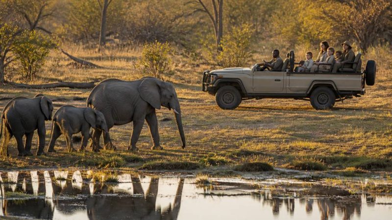 Voyage famille Botswana : comment réussir un safari sur mesure avec Hors Pistes afrique australe